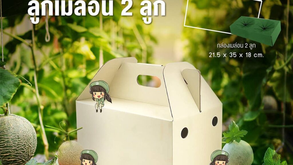 รีวิวกล่องใส่เมล่อนที่ได้รับความนิยมในตลาดปัจจุบัน