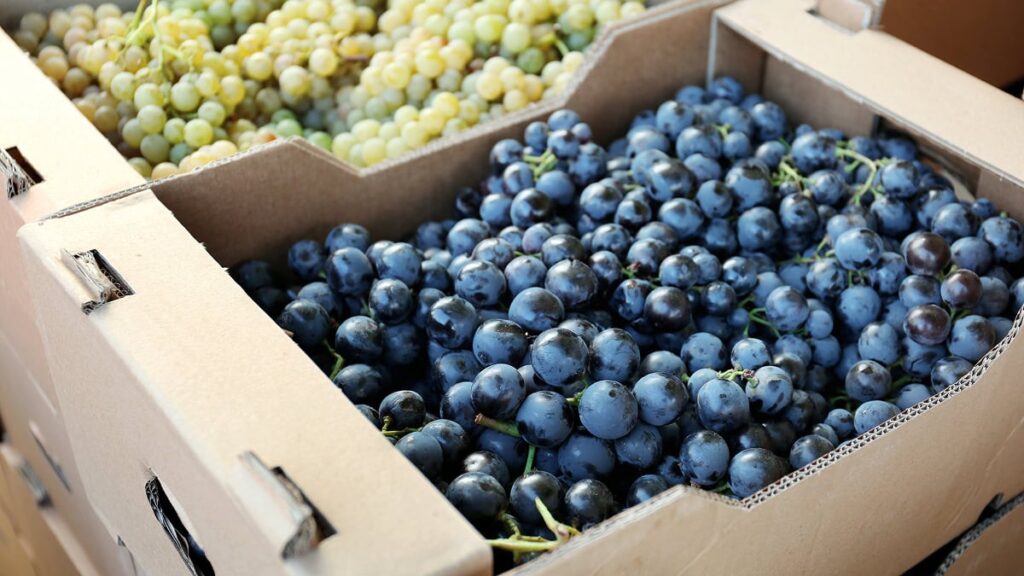 การประยุกต์ใช้กล่องใส่ผลไม้ในธุรกิจ e-Commerce เพิ่มความประทับใจลูกค้า